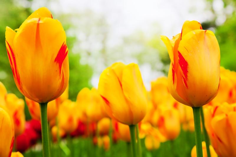 orante_tulips.jpg